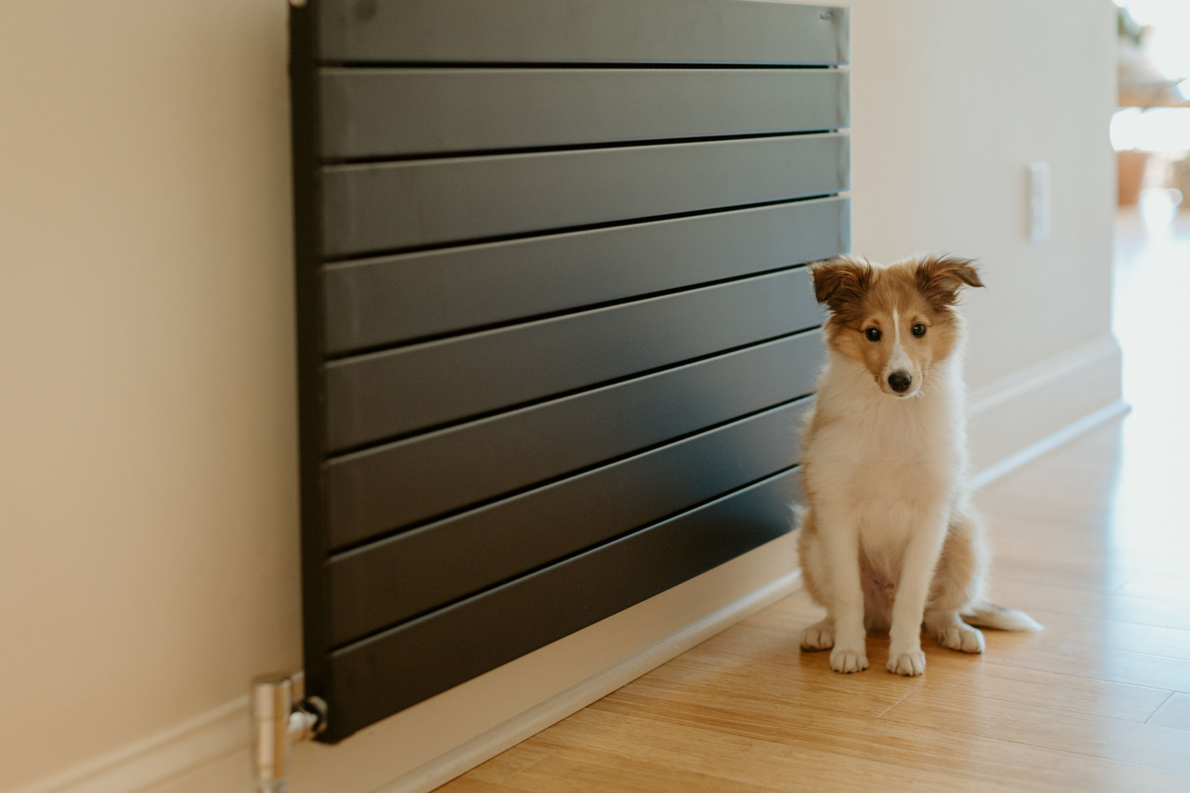 Puppy sitting in front of a radiator